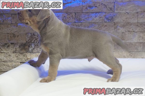 Pitbull Lilac Tricolor puppy
