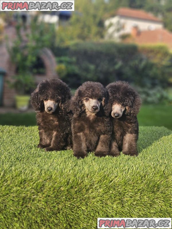 Offered gray poodle Offered gray poodle