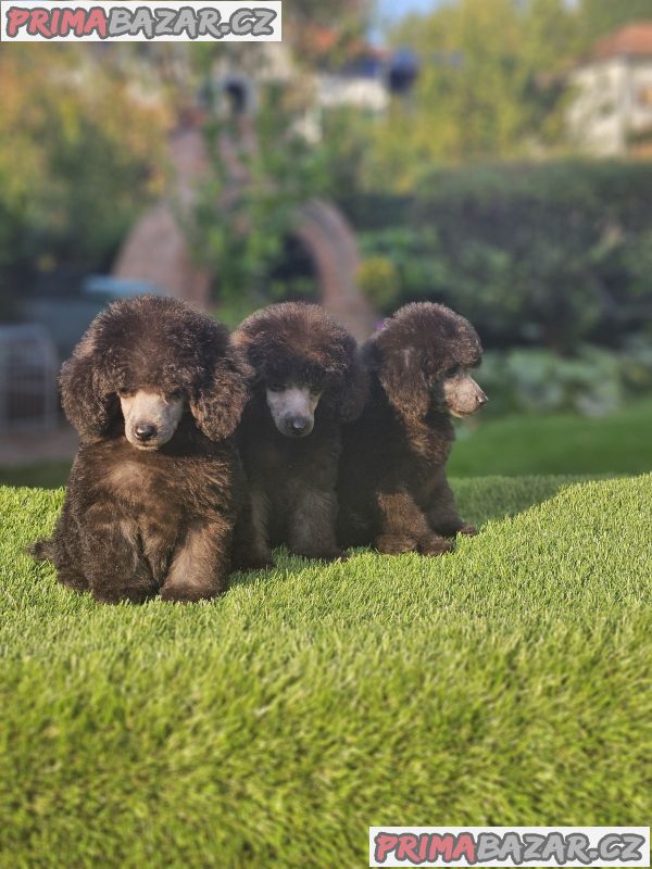 Offered gray poodle Offered gray poodle