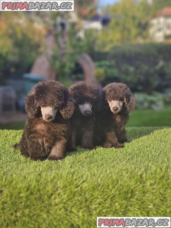 Offered gray poodle Offered gray poodle