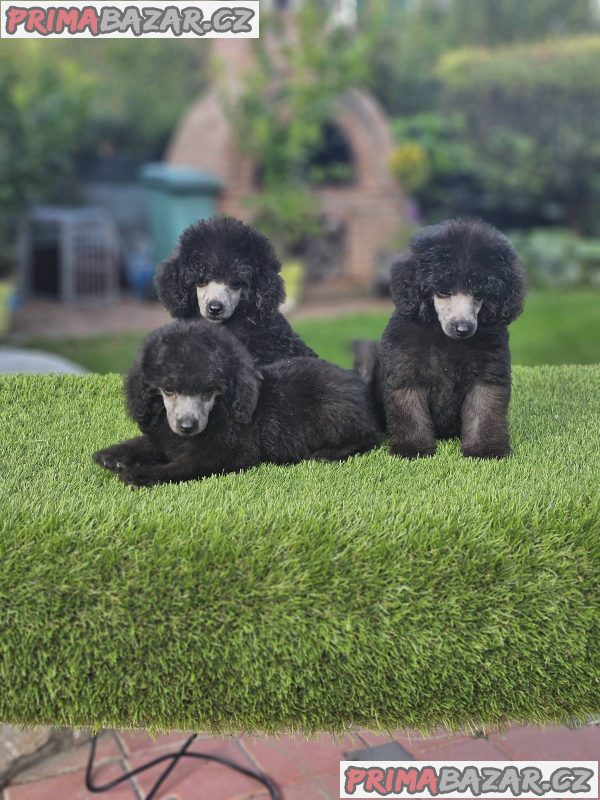 Offered gray poodle Offered gray poodle