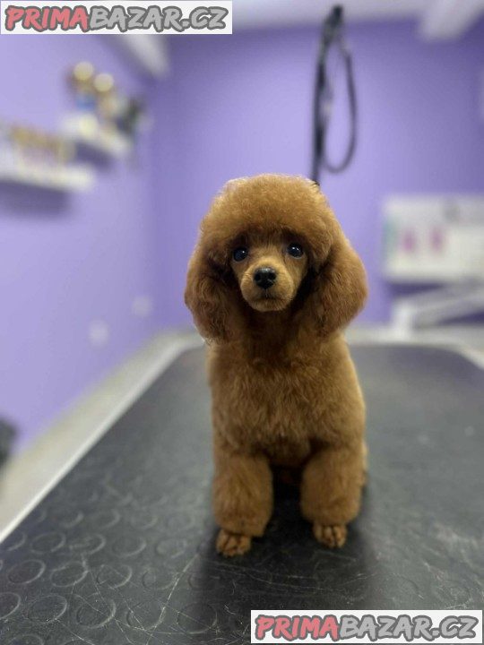 Toy poodle