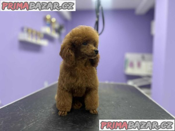 Toy poodle Toy poodle
