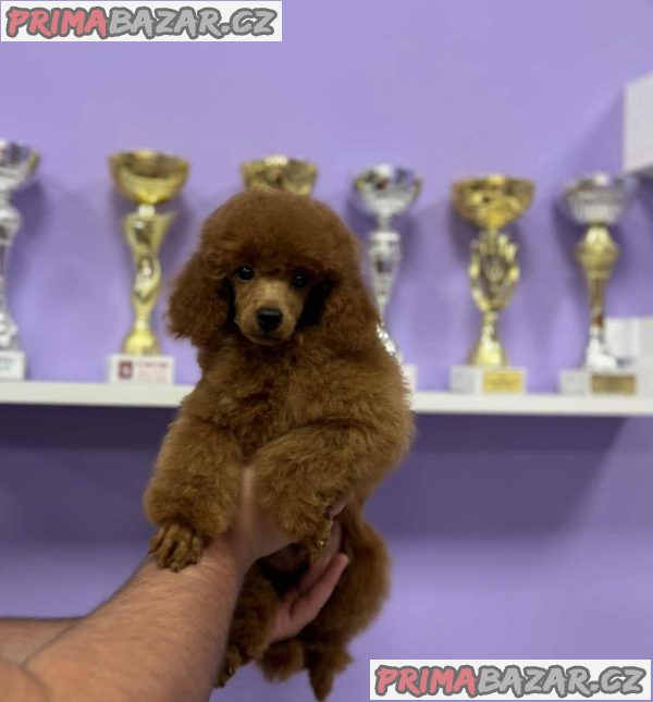 Toy poodle Toy poodle