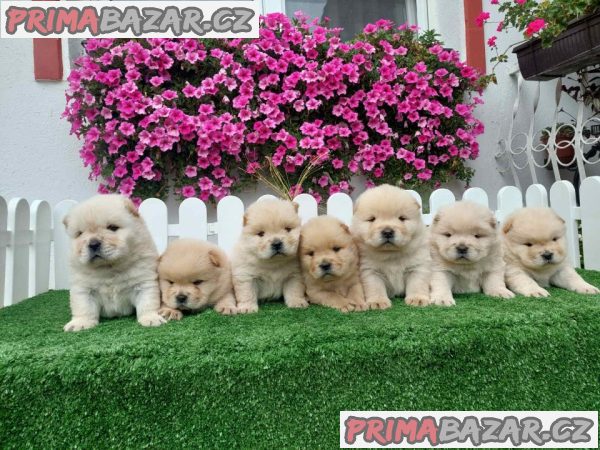 Chow Chow cau cau Puppies