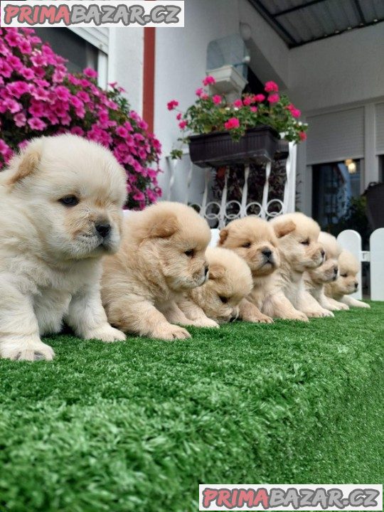 Chow Chow cau cau Puppies Chow Chow cau cau Puppies