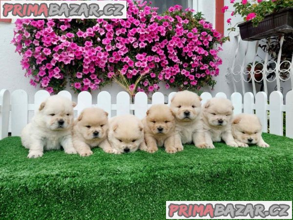 Chow Chow cau cau Puppies Chow Chow cau cau Puppies