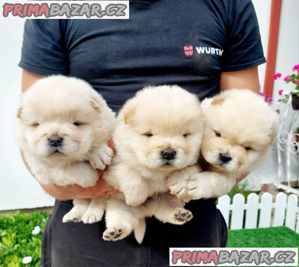 Chow Chow cau cau Puppies Chow Chow cau cau Puppies
