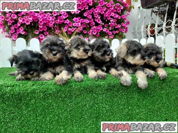 Miniature Schnauzers