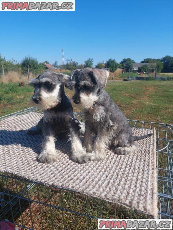 Miniature Schnauzers Miniature Schnauzers