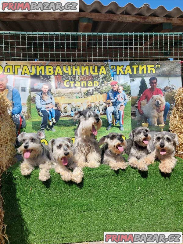 Miniature Schnauzers Miniature Schnauzers