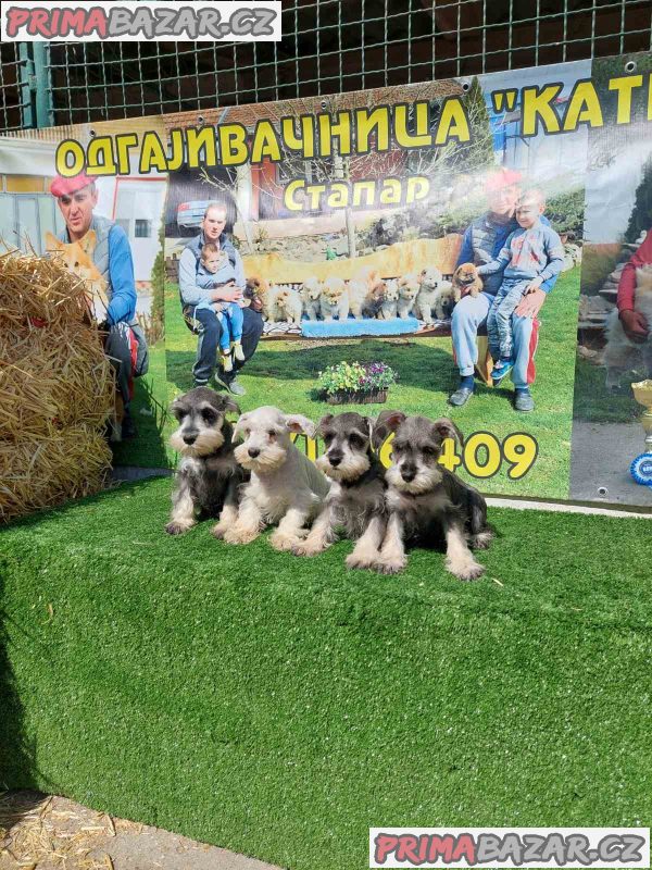 Miniature Schnauzers Miniature Schnauzers