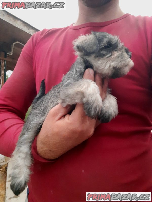 Miniature Schnauzers Miniature Schnauzers
