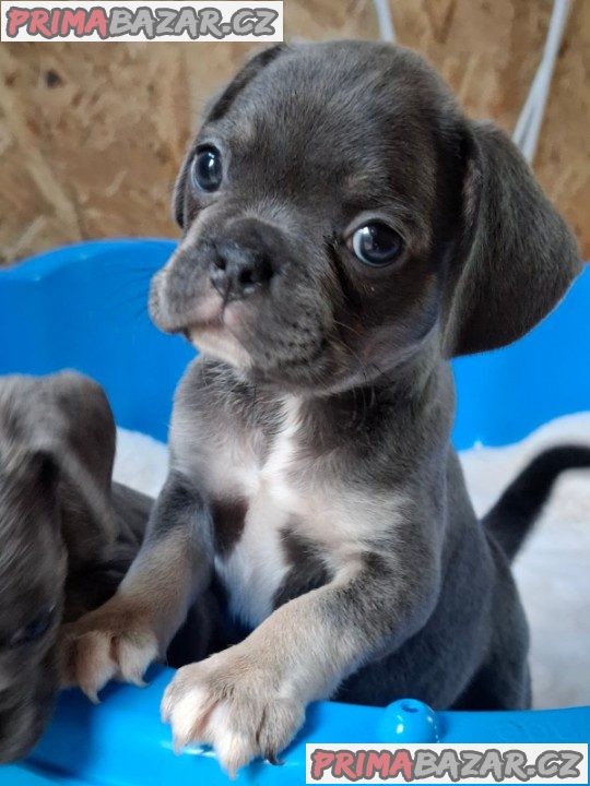 Exotic pug