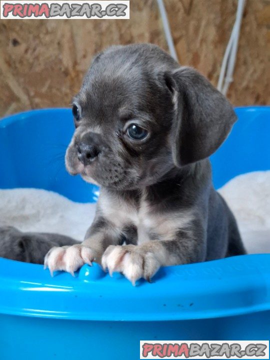 Exotic pug Exotic pug