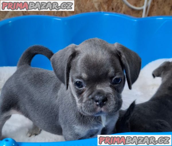 Exotic pug Exotic pug