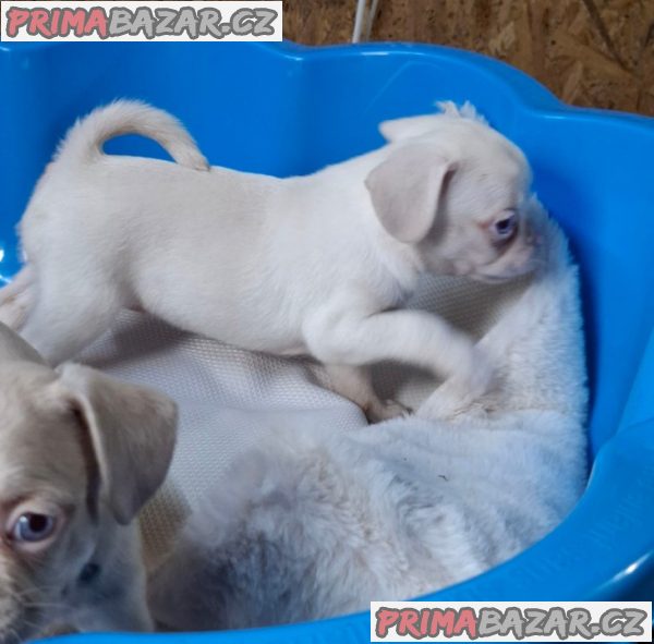 Exotic pug Exotic pug