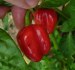 Chilli Habanero Tobago seasoning - SEMENA