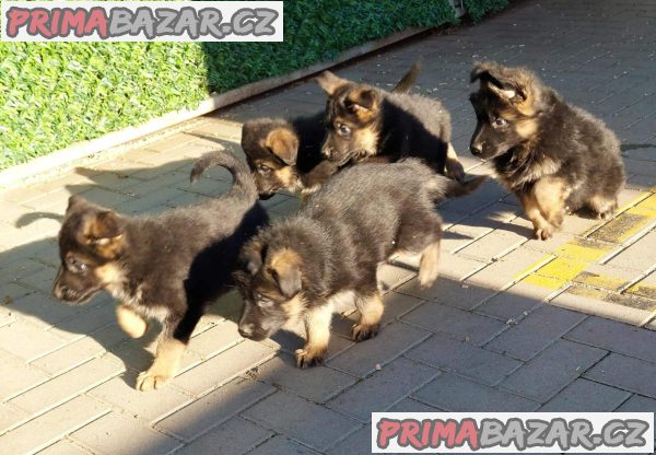 German Shepherd Dog