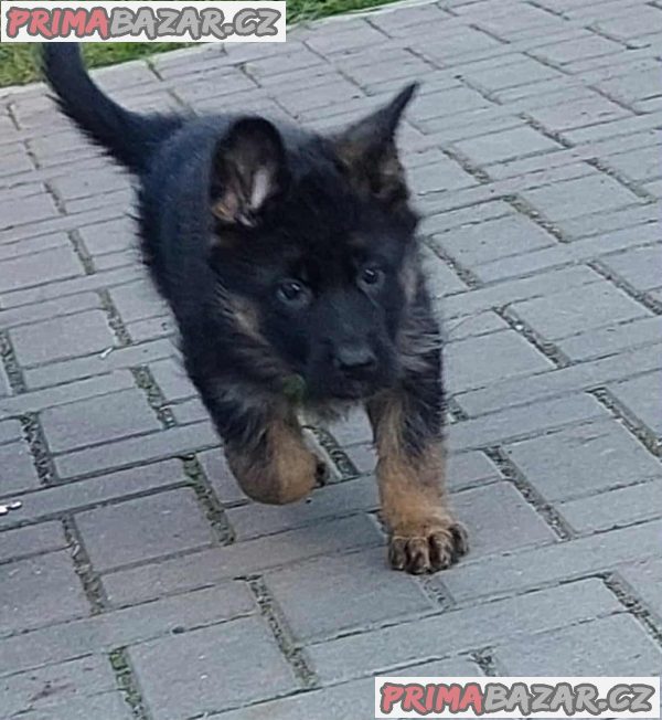 German Shepherd Dog German Shepherd Dog