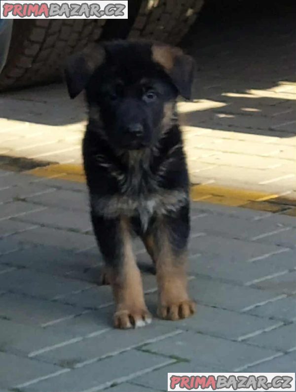 German Shepherd Dog German Shepherd Dog