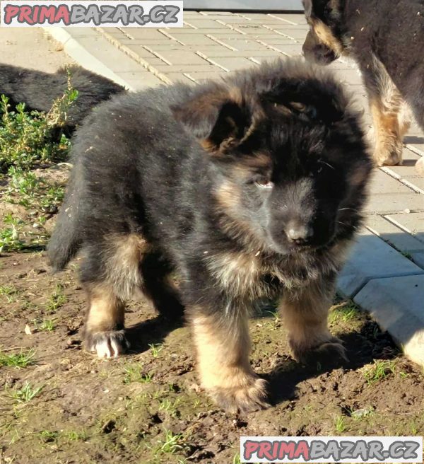 German Shepherd Dog German Shepherd Dog