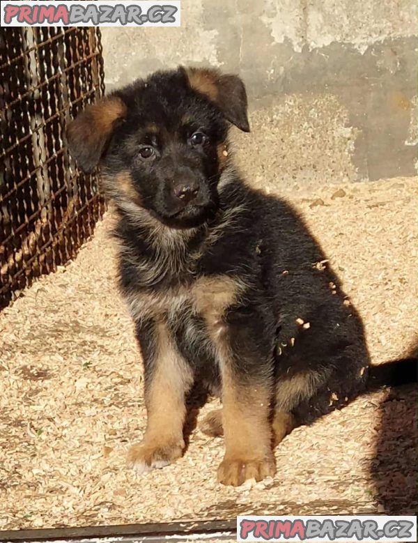 German Shepherd Dog German Shepherd Dog