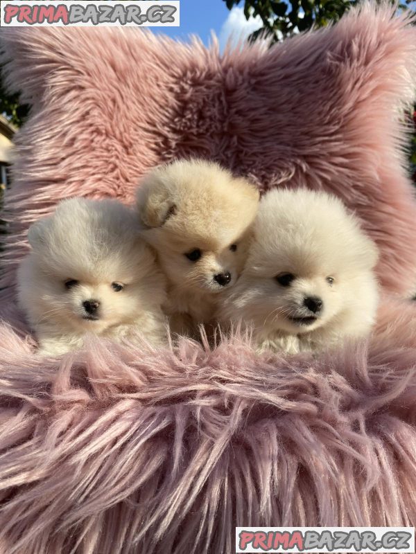 Beautiful Pomeranian puppies available