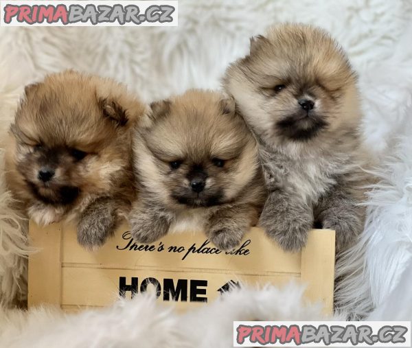 Beautiful Pomeranian puppies available Beautiful Pomeranian puppies available