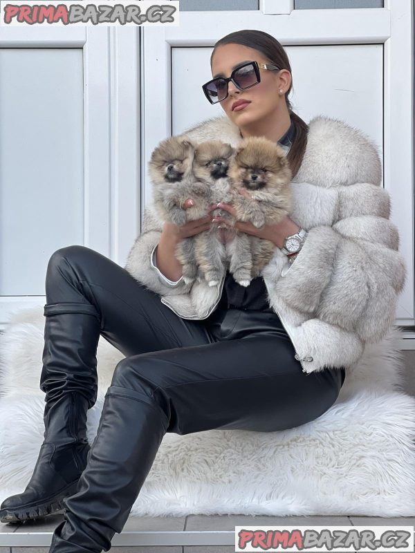 Beautiful Pomeranian puppies available Beautiful Pomeranian puppies available
