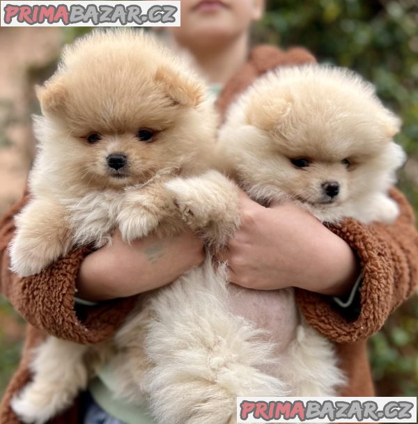 Beautiful Pomeranian puppies available Beautiful Pomeranian puppies available