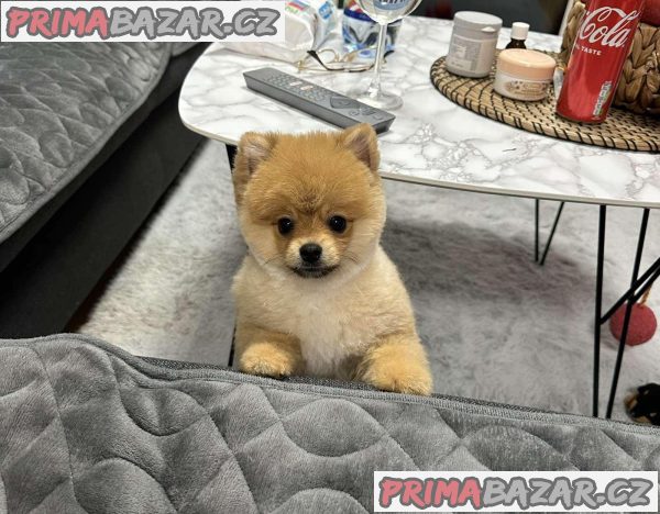 Beautiful Pomeranian puppies available Beautiful Pomeranian puppies available