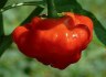Chilli Mushroom red - semena