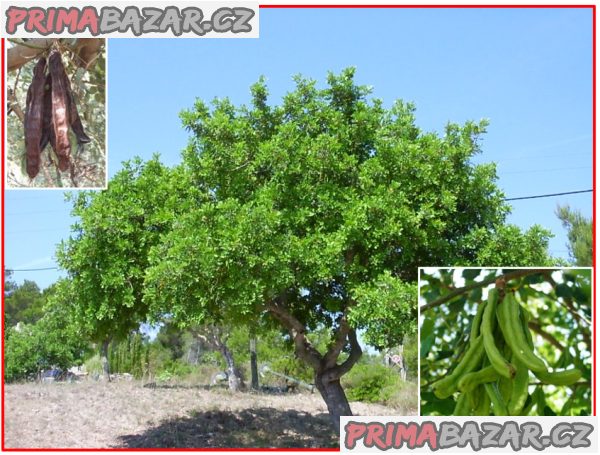 Ceratonia Siliqua - semena