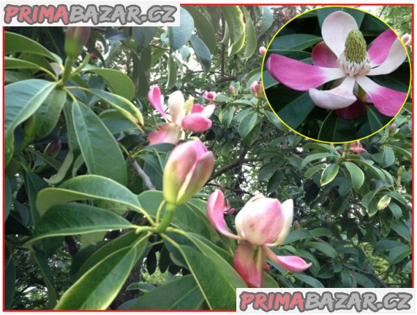Manglietia Insignis - semena