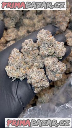 konopím INDICA,SATIVA,HYBRID konopím INDICA,SATIVA,HYBRID