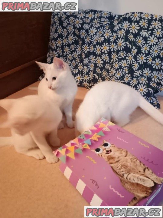 Koťátka Khao Manee Koťátka Khao Manee