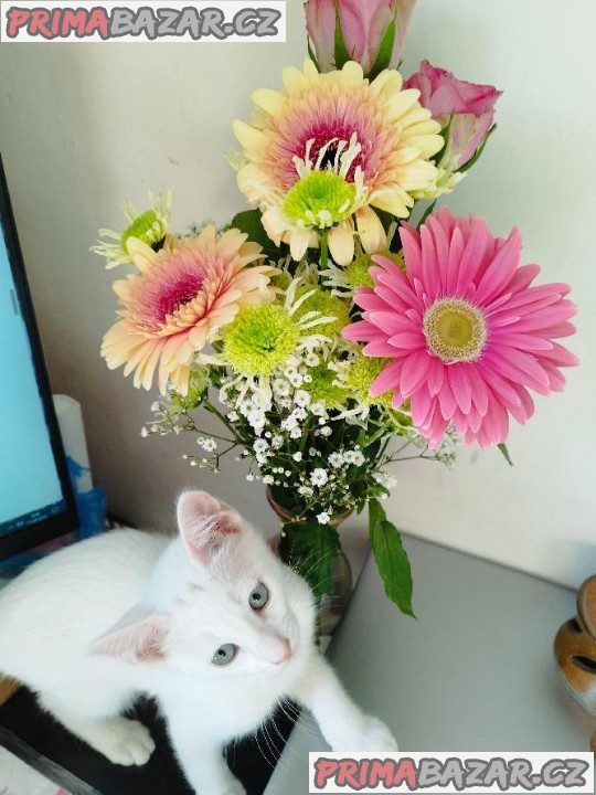 Koťátka Khao Manee Koťátka Khao Manee