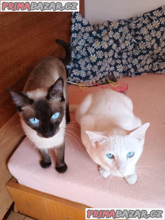 Koťátka Khao Manee Koťátka Khao Manee