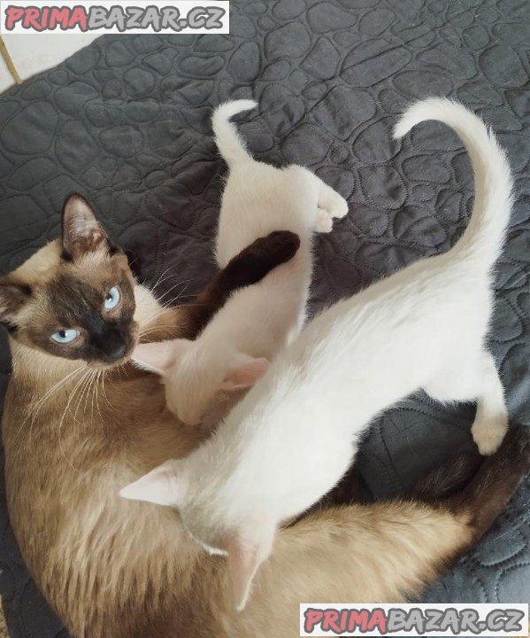 Koťátka Khao Manee Koťátka Khao Manee