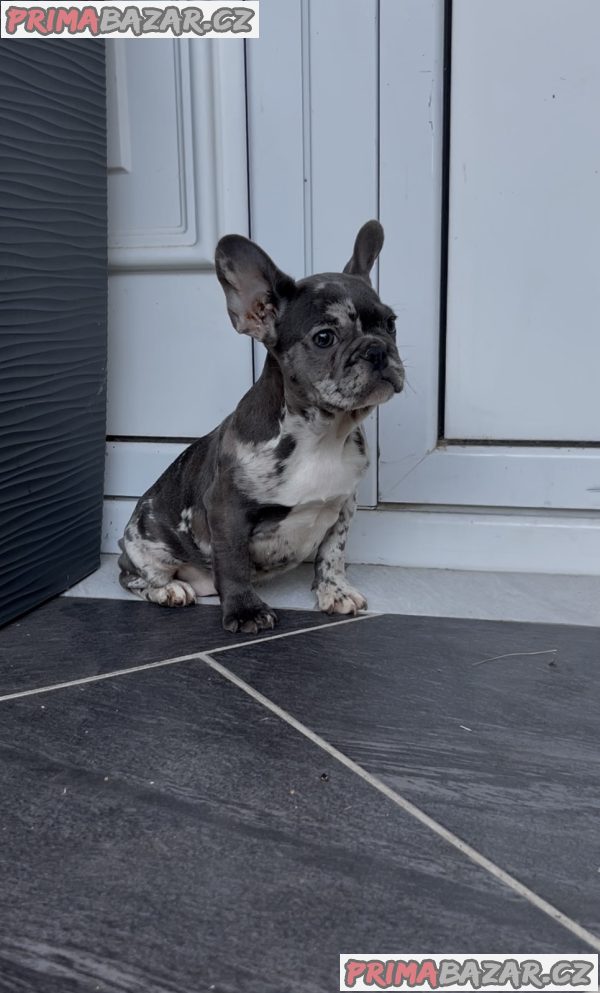 Female French bulldog