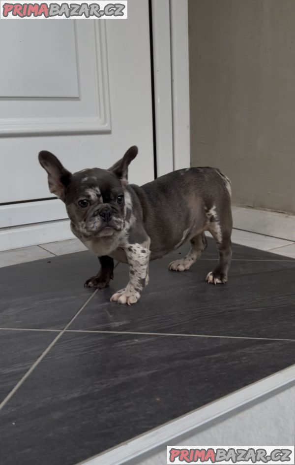 Female French bulldog Female French bulldog