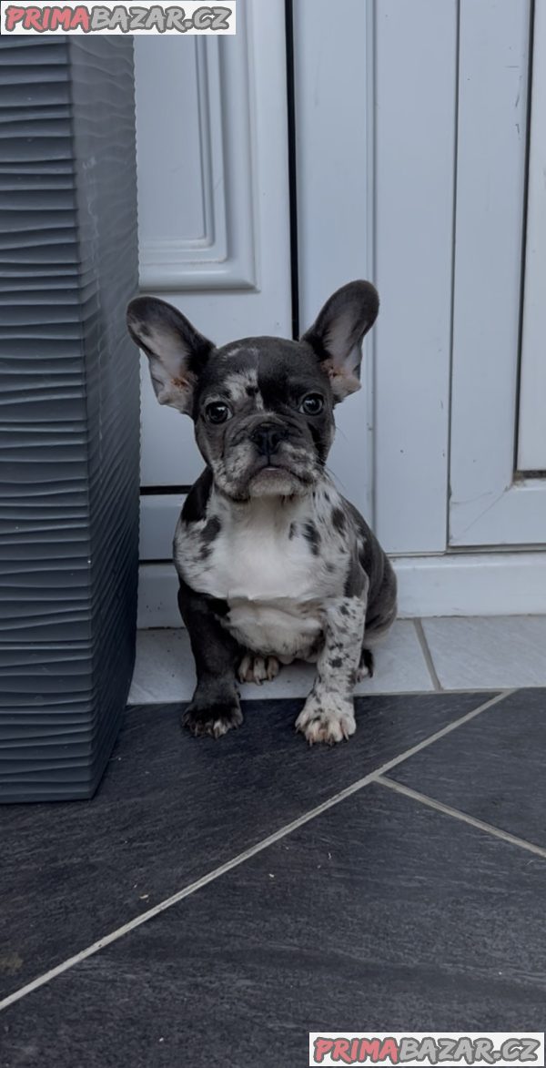 Female French bulldog Female French bulldog