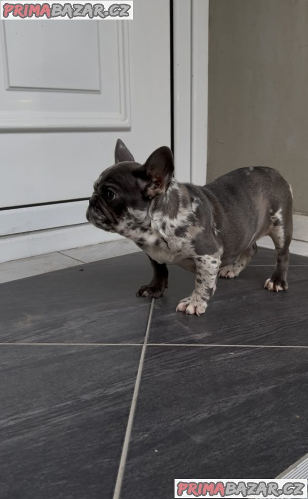 Female French bulldog Female French bulldog