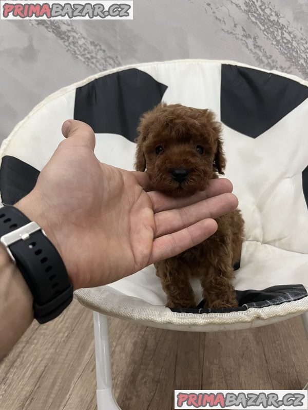 Top quality toy poodle