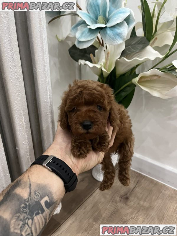 Top quality toy poodle