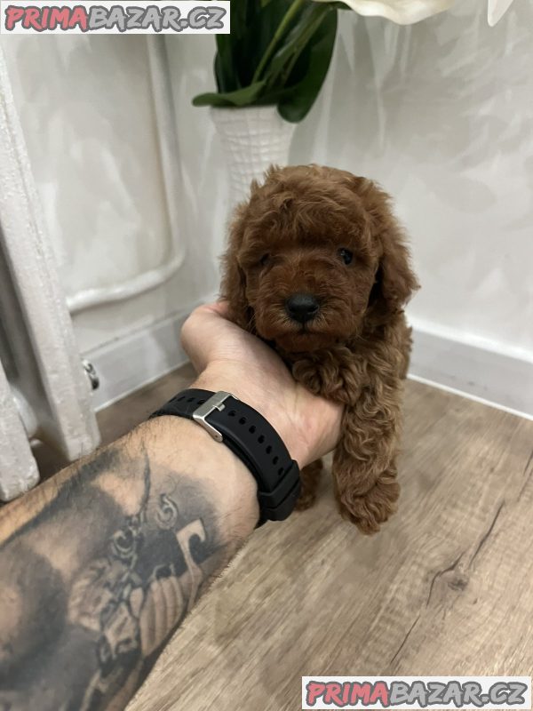 Top quality toy poodle