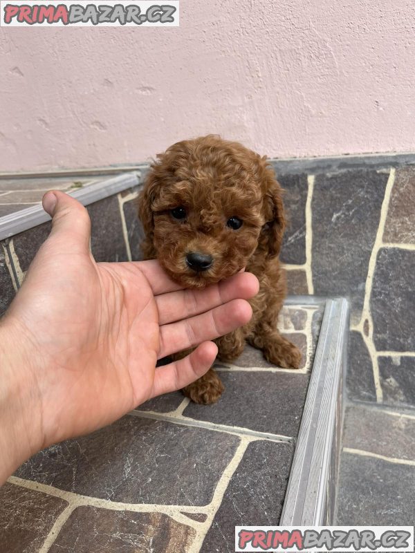 Top quality toy poodle
