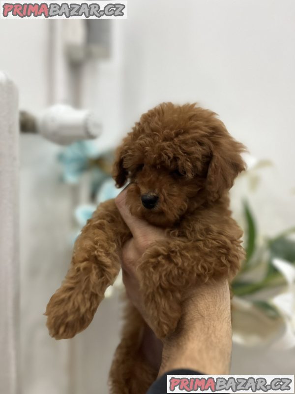 Top quality toy poodle