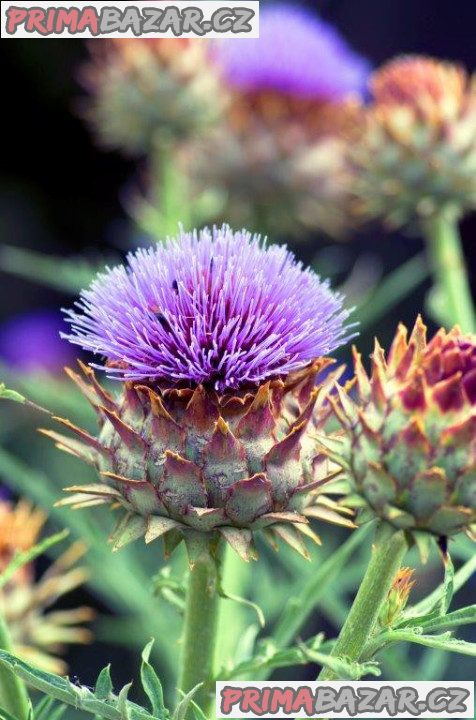 Cardoon Artyčok kardový - semena